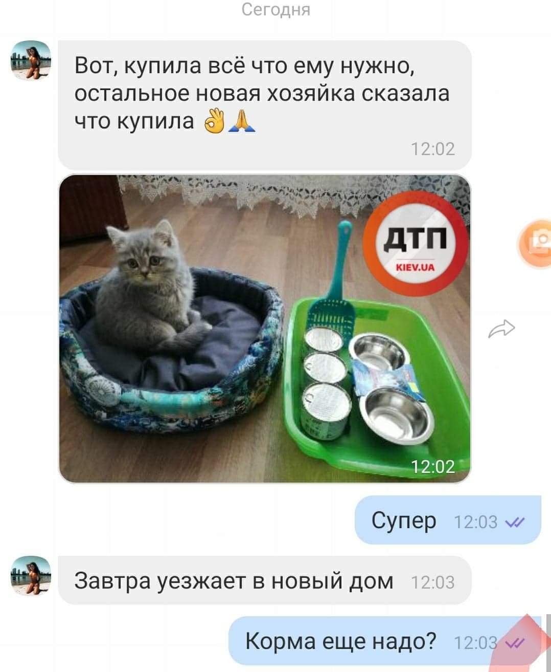 Спасённый котёнок по кличке Стрейт переезжает в новый дом