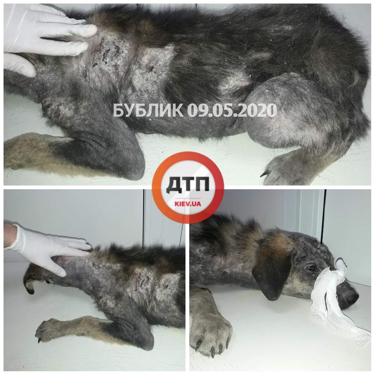В Киеве на Отрадном нашли очень больного и истощенного щенка - в тяжёлом состоянии доставлен в клинику: срочный сбор средств