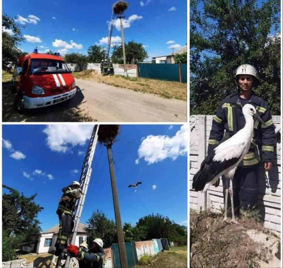 У Кіровограді рятувальники повернули лелеченя, що випало з гнізда