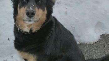 В Киеве на Троещине в новогоднюю ночь испугалась салютов и сбежала 10-летняя собака Дина